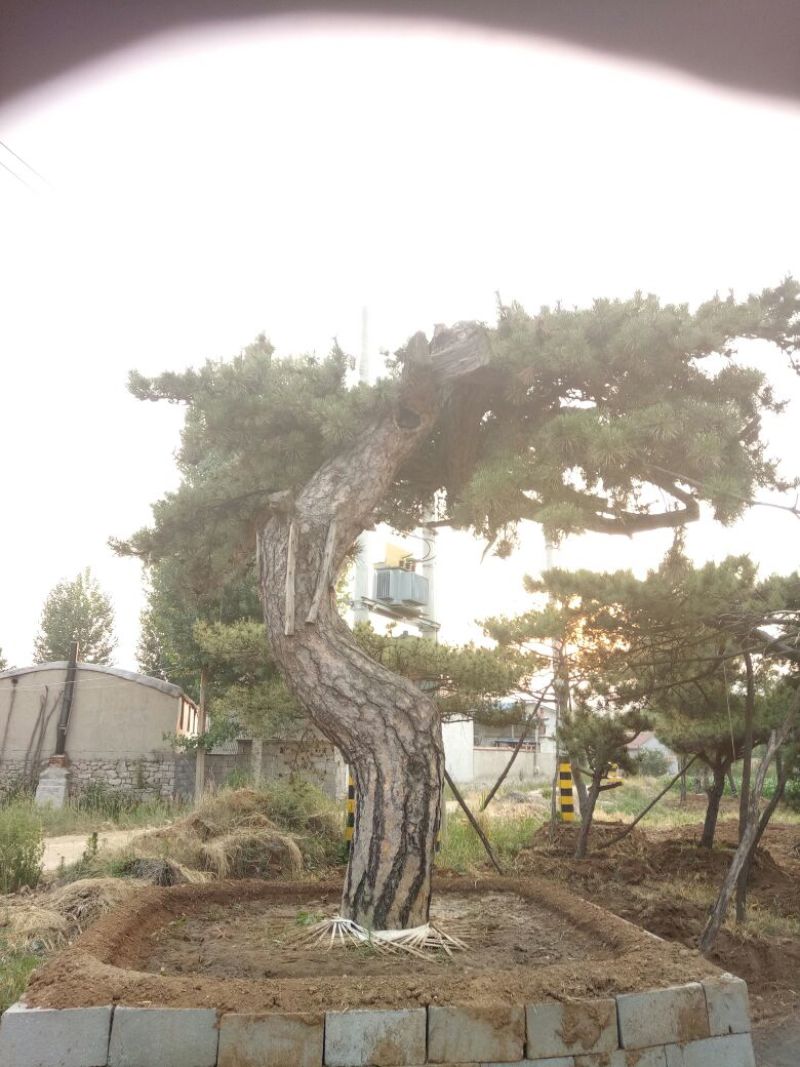 黑皮油松大型山西古树！！！