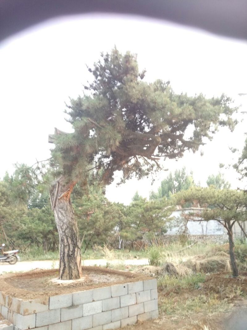黑皮油松大型山西古树！！！