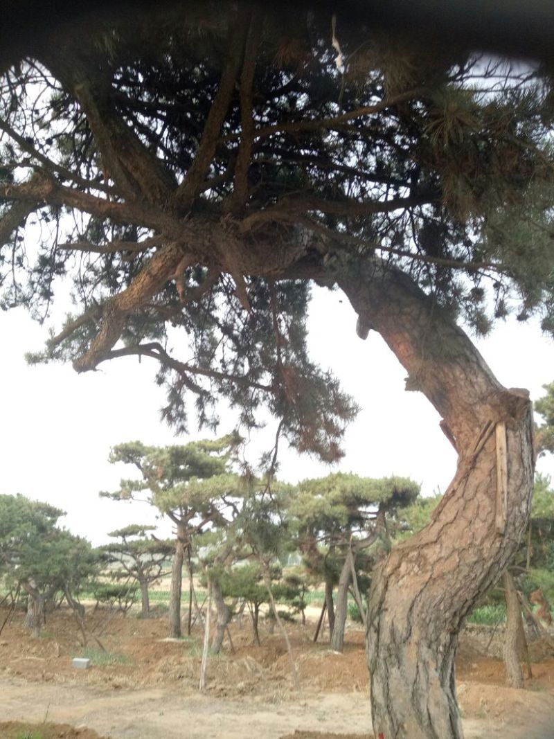 黑皮油松大型山西古树！！！