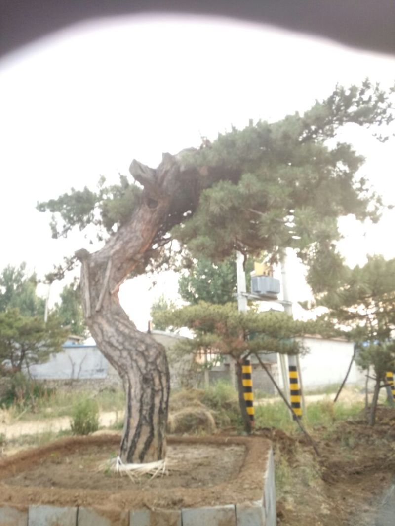 黑皮油松大型山西古树！！！