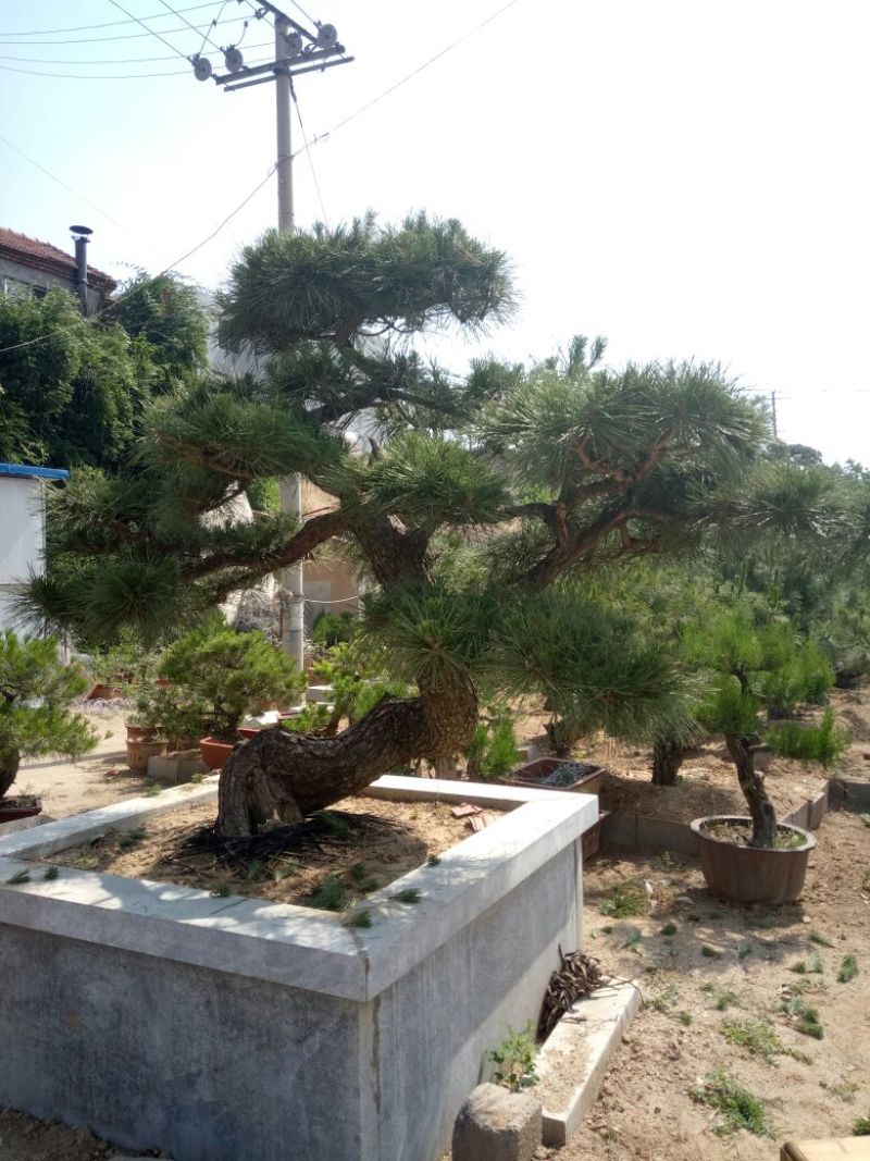 黑松非常难得的黑松造型树