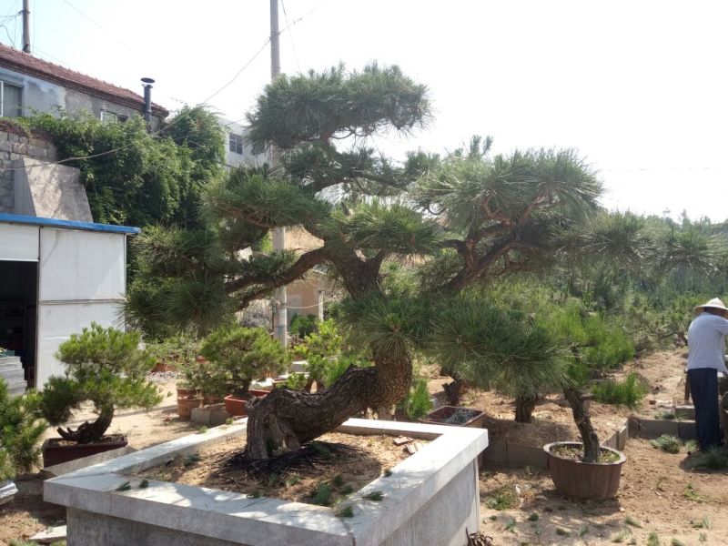 黑松非常难得的黑松造型树