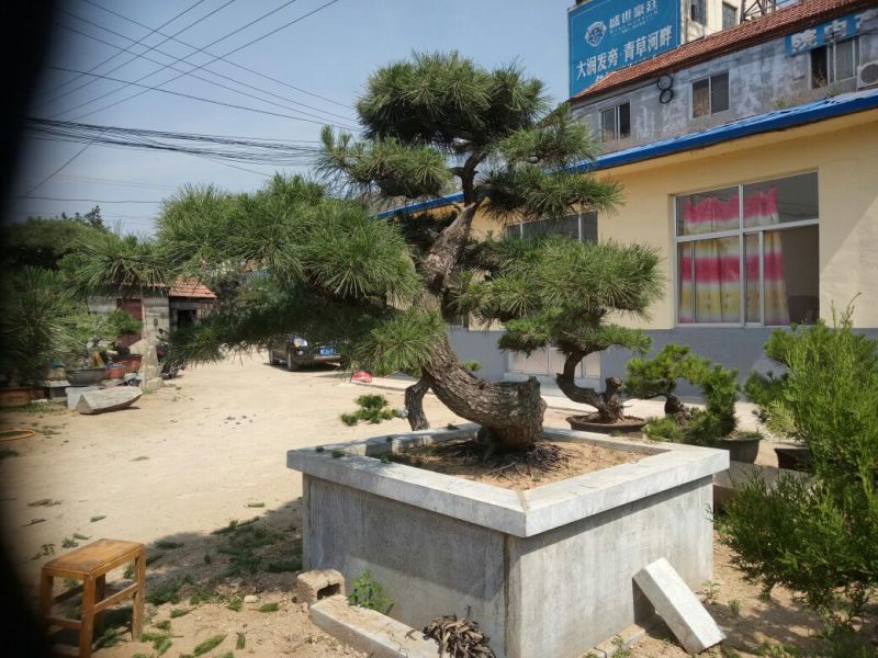 黑松非常难得的黑松造型树