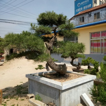 黑松非常难得的黑松造型树