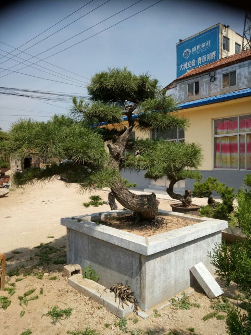 黑松非常难得的黑松造型树
