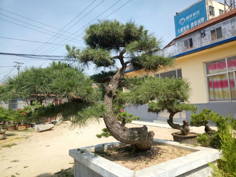 黑松非常难得的黑松造型树