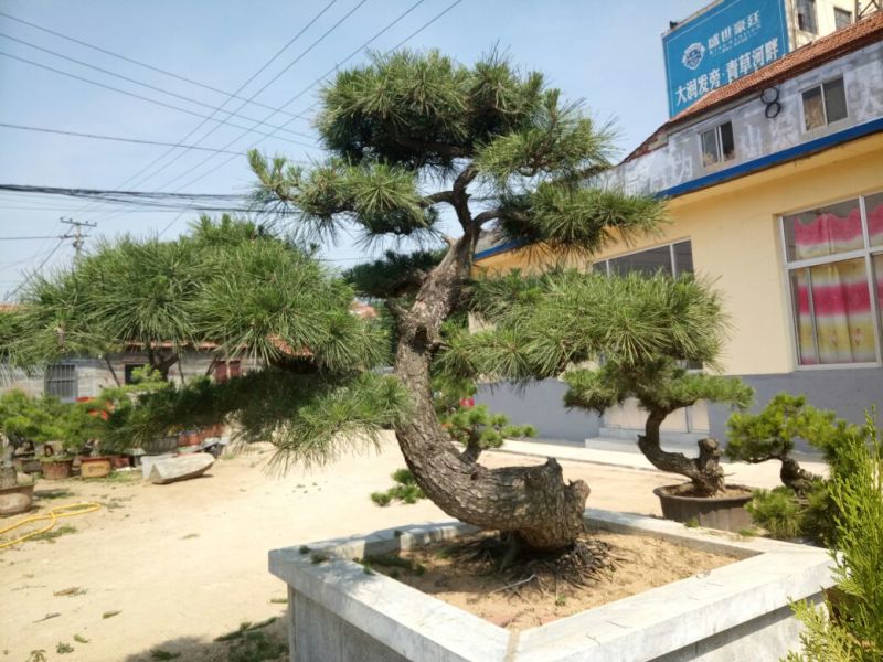 黑松非常难得的黑松造型树
