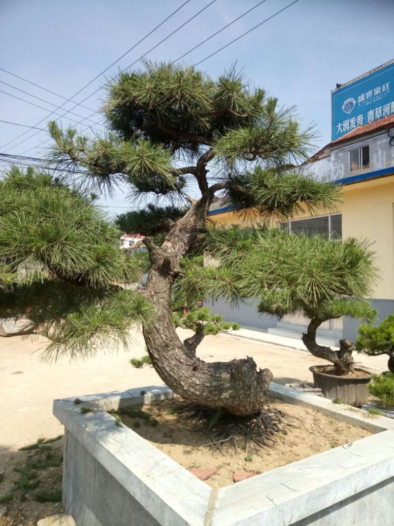 黑松非常难得的黑松造型树