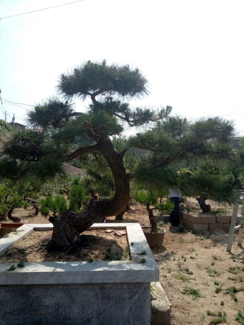 黑松非常难得的黑松造型树