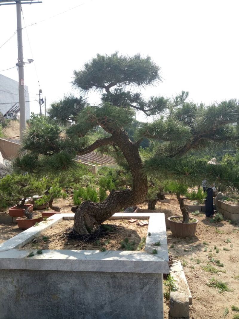 黑松非常难得的黑松造型树