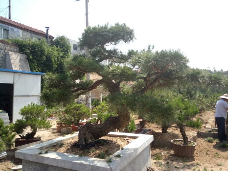 黑松非常难得的黑松造型树