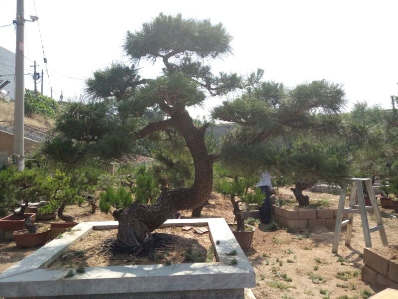 黑松非常难得的黑松造型树