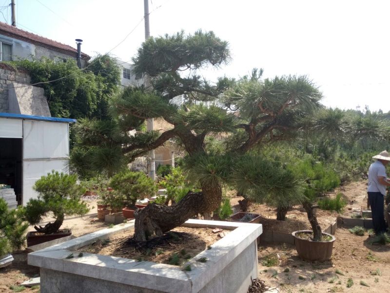 黑松非常难得的黑松造型树