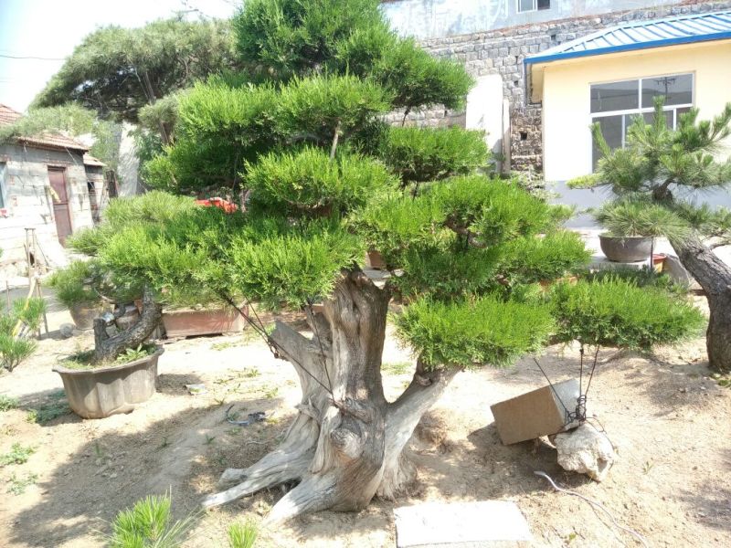 侧柏费时20年打造的侧柏