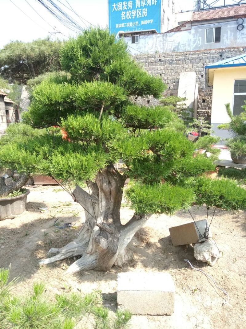 侧柏费时20年打造的侧柏