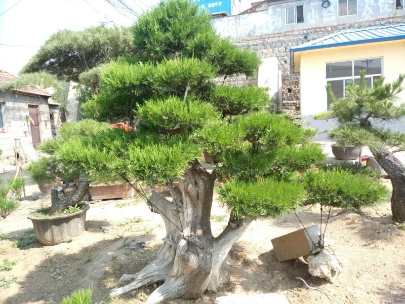 侧柏费时20年打造的侧柏
