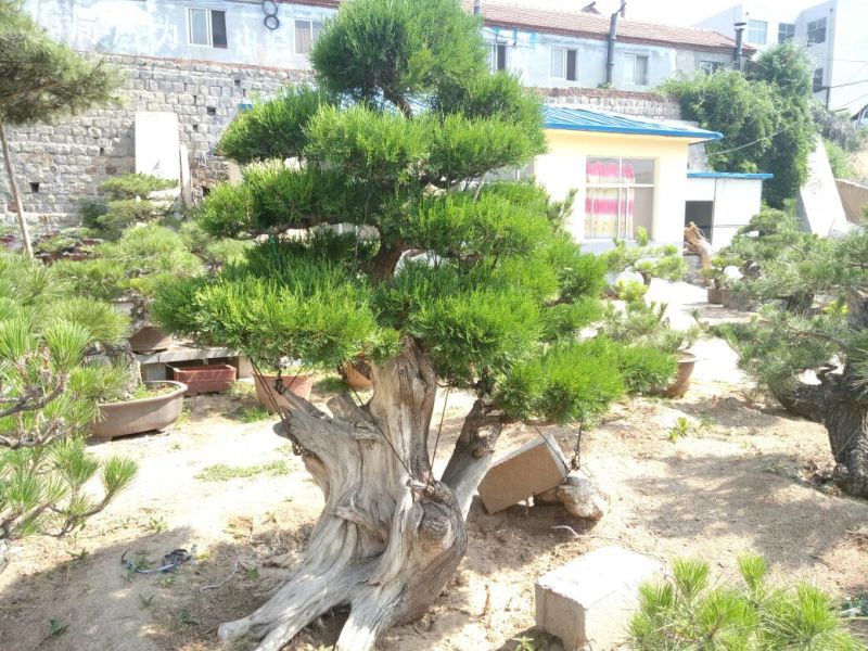 侧柏费时20年打造的侧柏