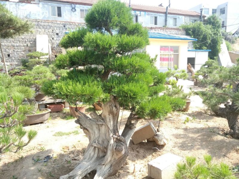 侧柏费时20年打造的侧柏