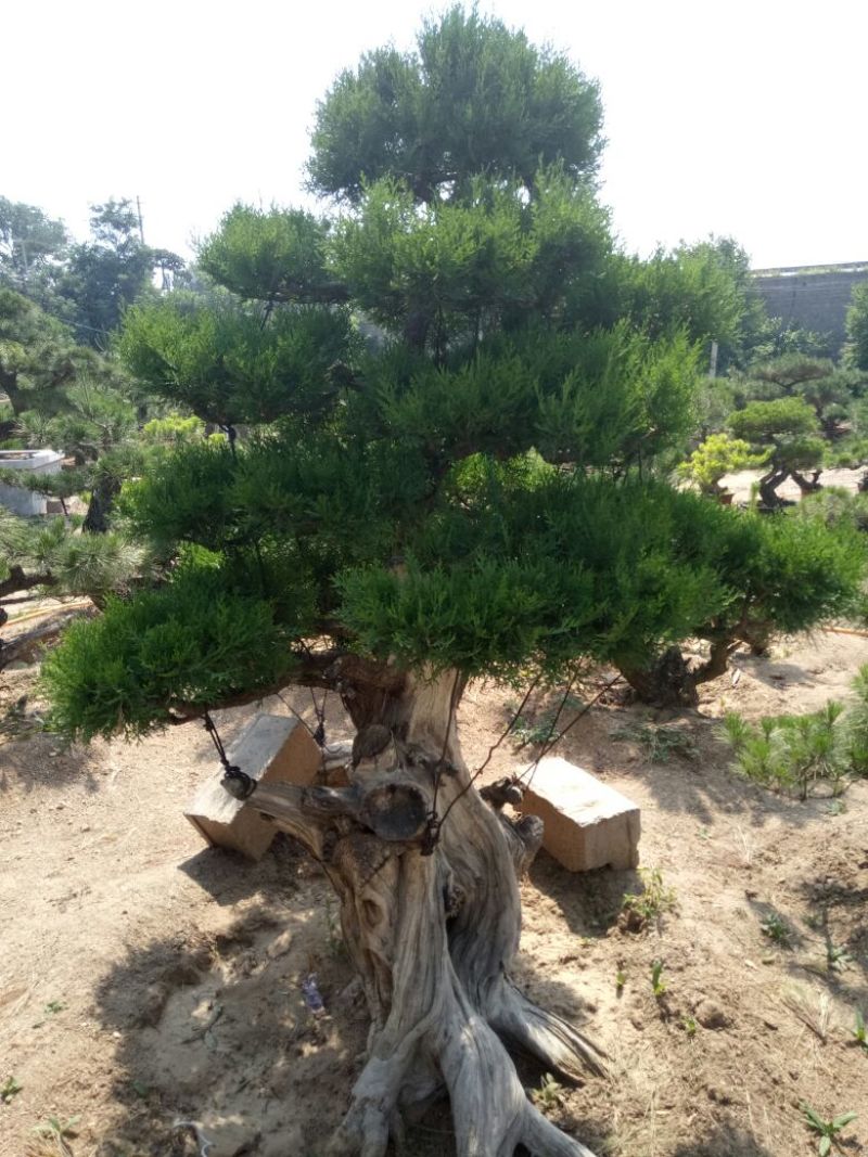 侧柏费时20年打造的侧柏