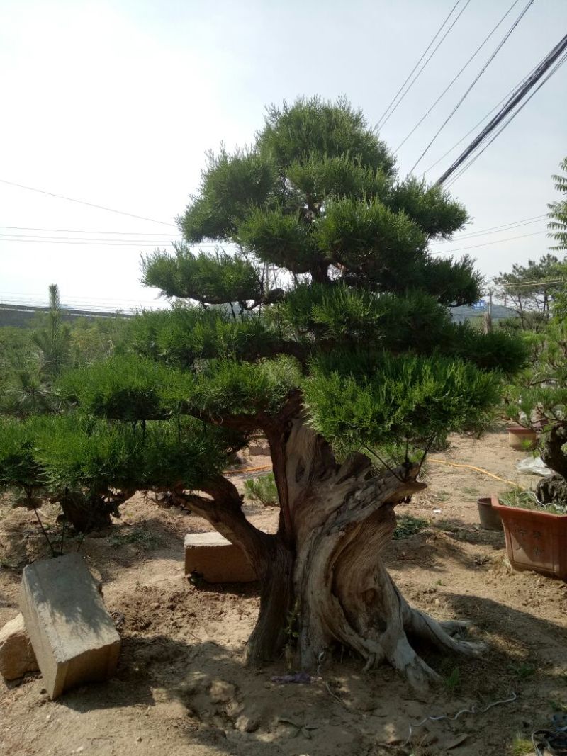 侧柏费时20年打造的侧柏