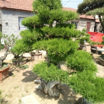 侧柏费时20年打造的侧柏