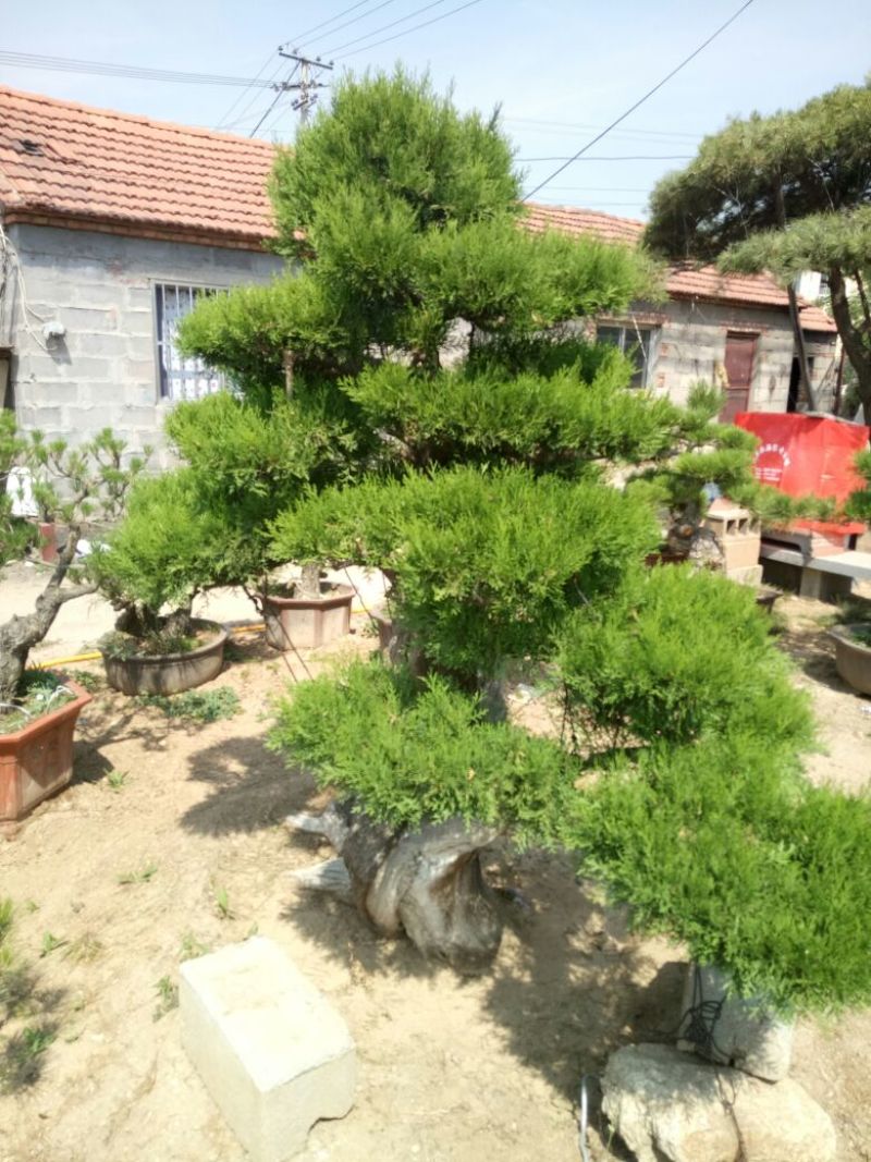 侧柏费时20年打造的侧柏
