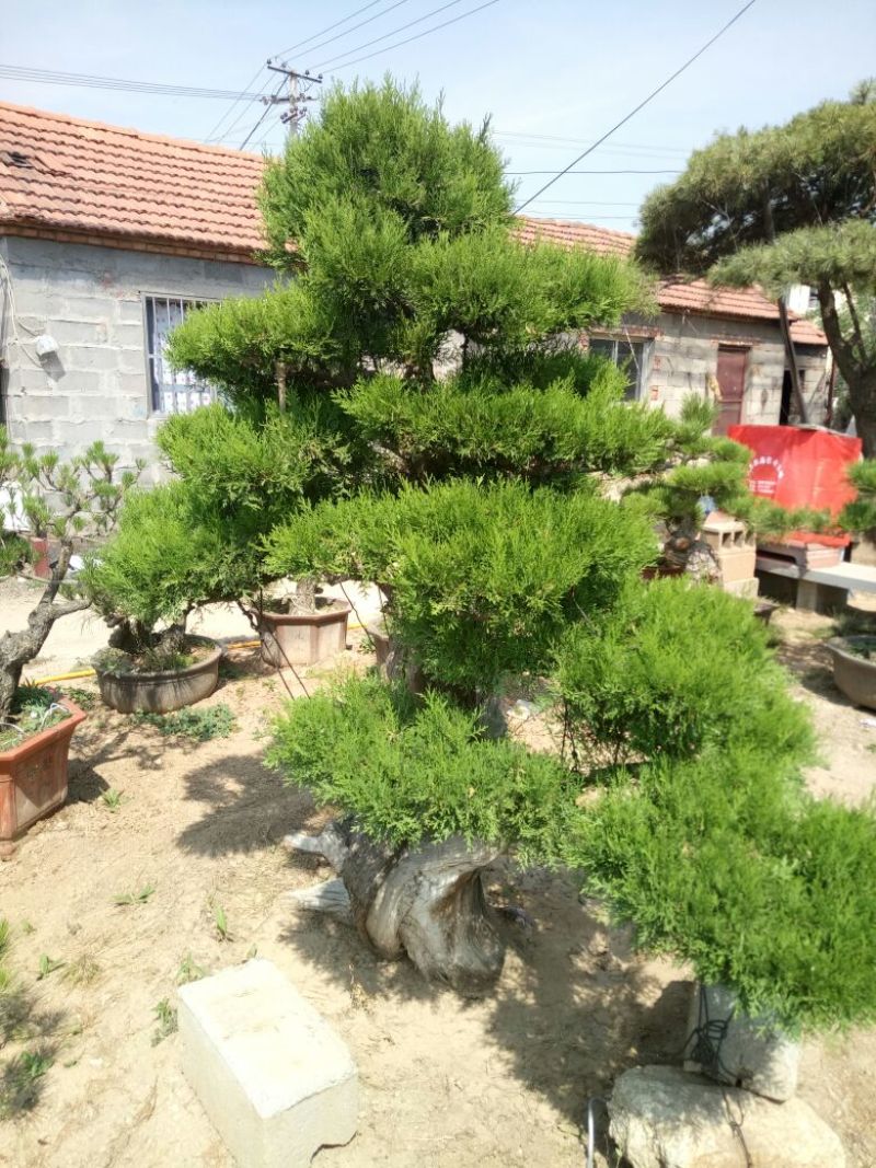 侧柏费时20年打造的侧柏