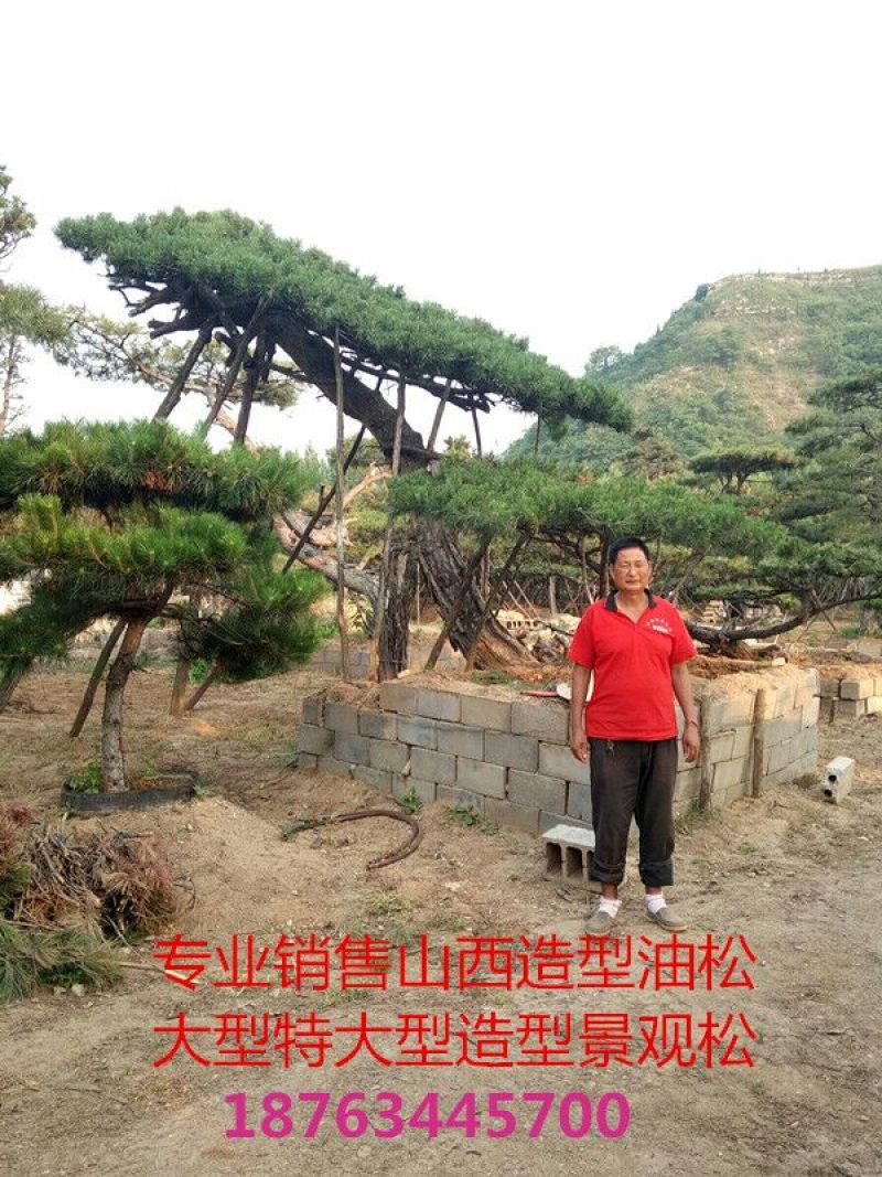 侧柏费时20年打造的侧柏