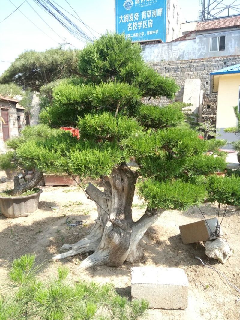 侧柏费时20年打造的侧柏