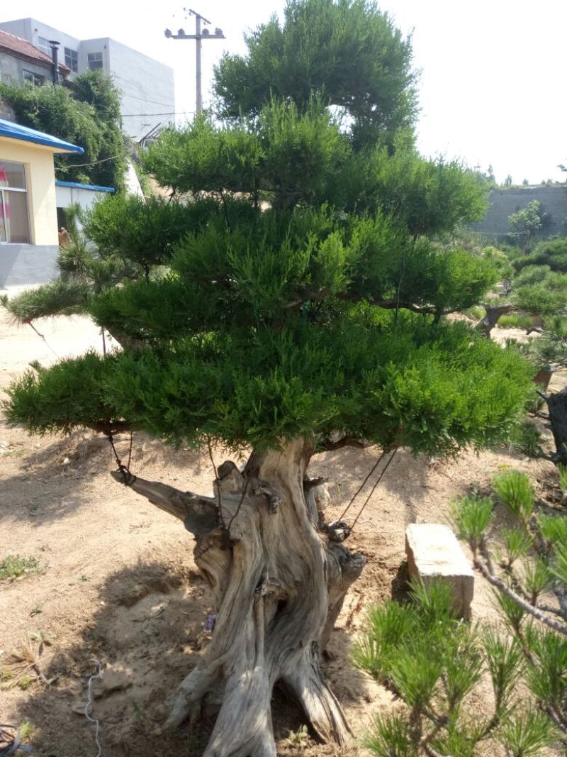 侧柏费时20年打造的侧柏