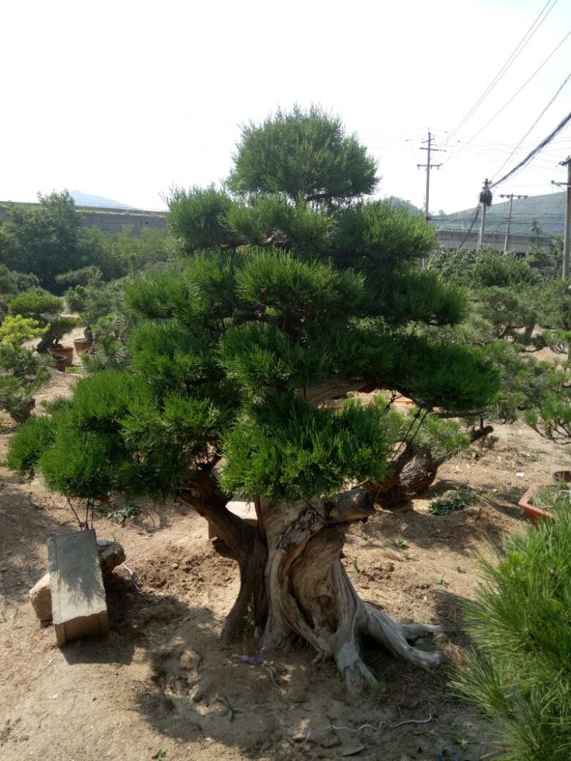 侧柏费时20年打造的侧柏