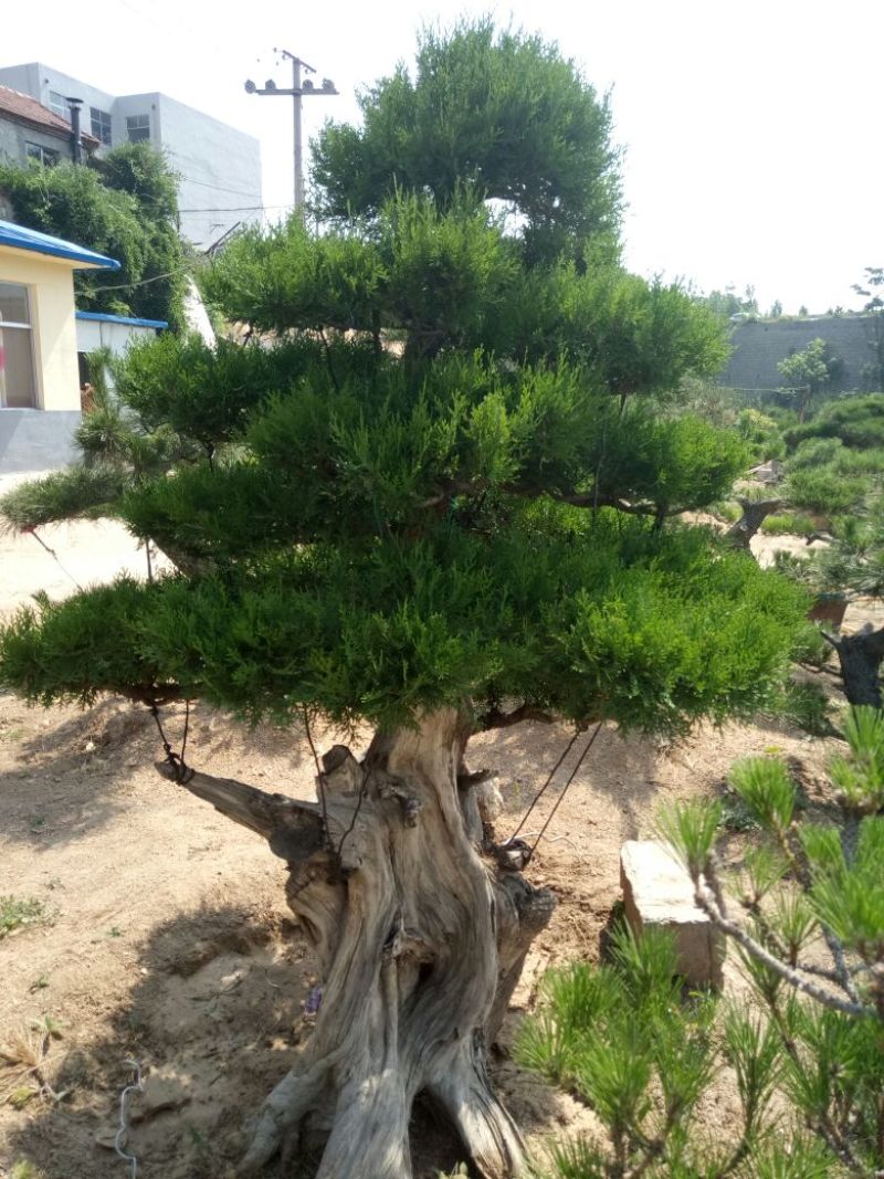 侧柏费时20年打造的侧柏