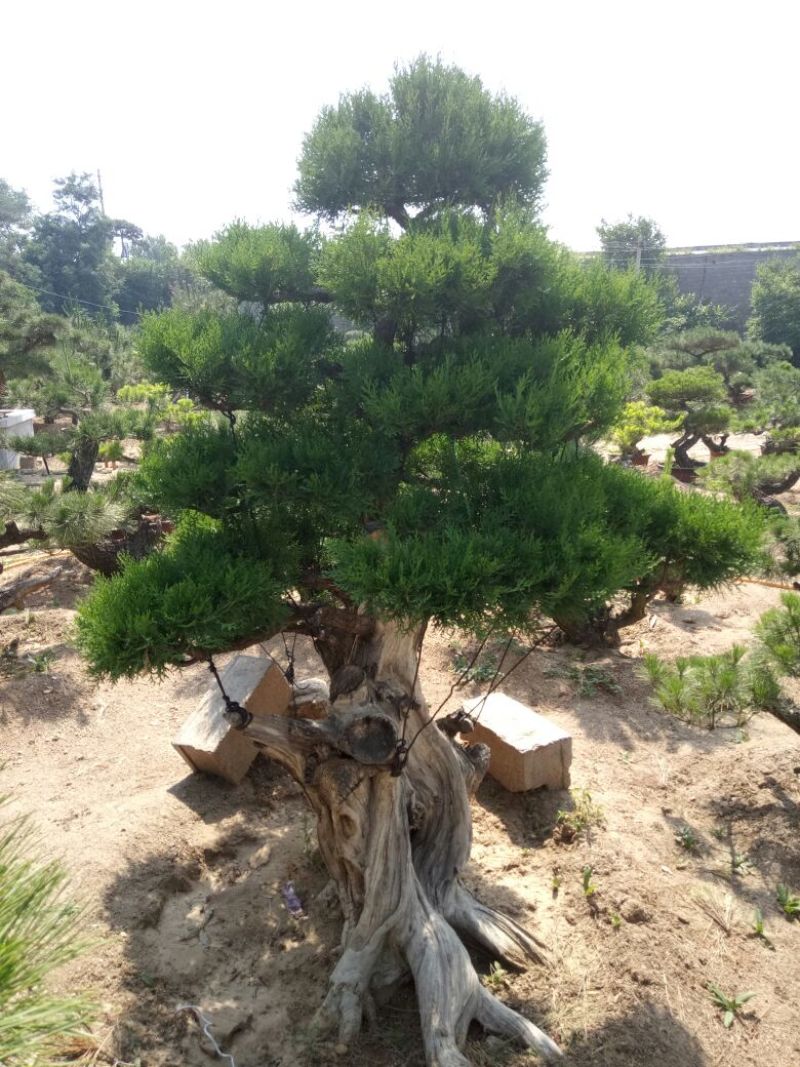 侧柏费时20年打造的侧柏