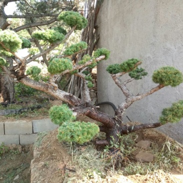 造型松特种造型盆景累景观松