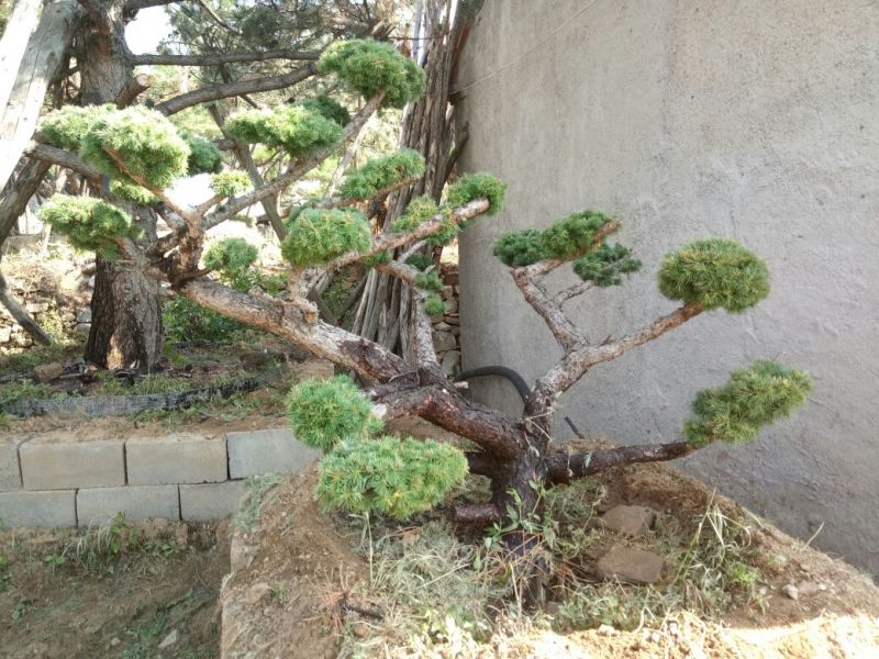 造型松特种造型盆景累景观松