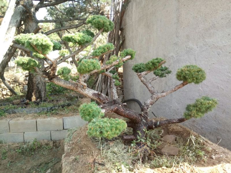 造型松特种造型盆景累景观松