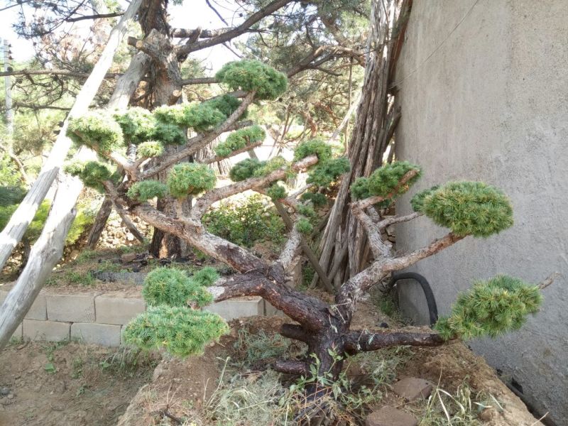 造型松特种造型盆景累景观松
