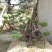 造型松特种造型盆景累景观松