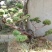 造型松特种造型盆景累景观松