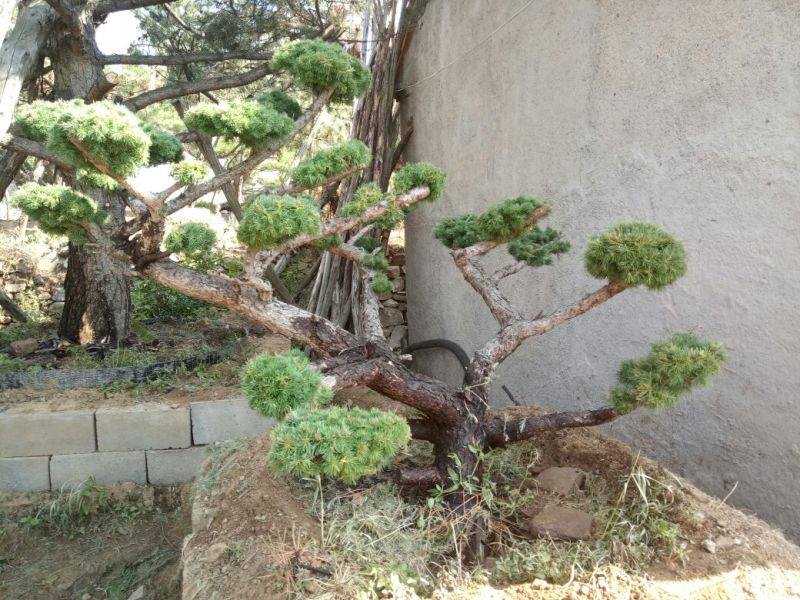 造型松特种造型盆景累景观松