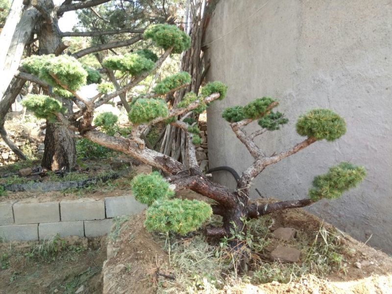 造型松特种造型盆景累景观松