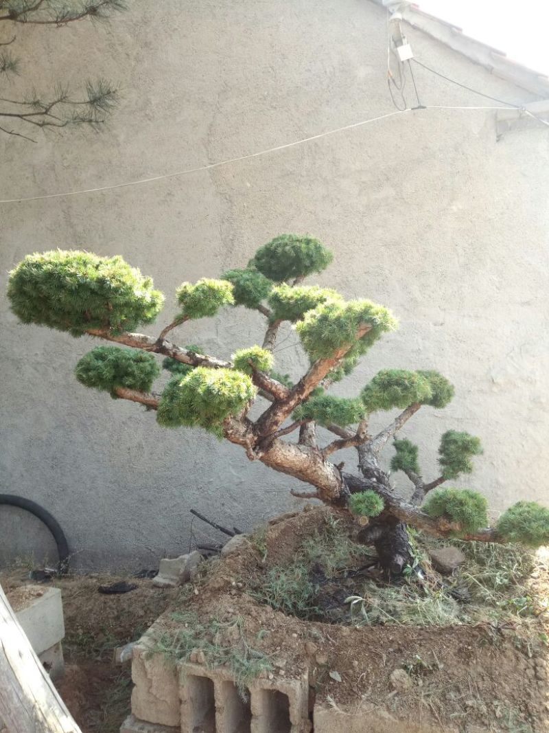 造型松特种造型盆景累景观松
