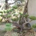 造型松特种造型盆景累景观松