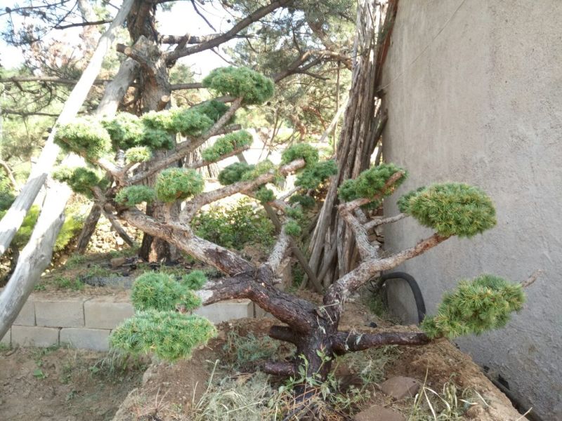 造型松特种造型盆景累景观松