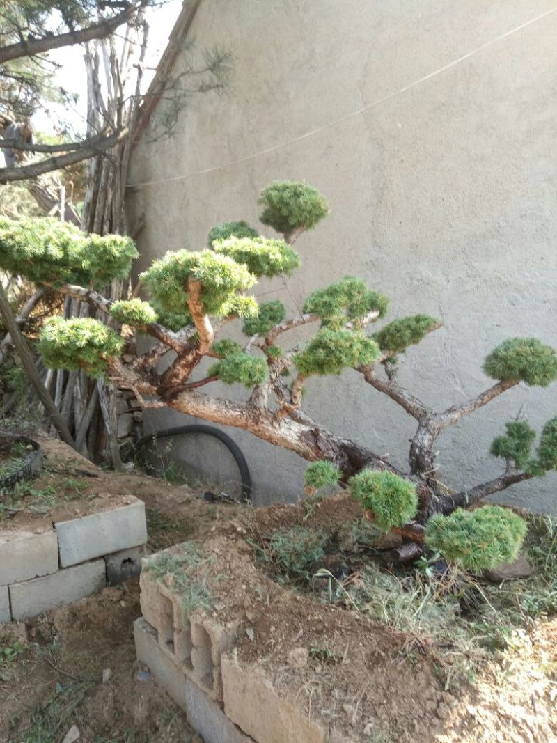 造型松特种造型盆景累景观松