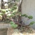 造型松特种造型盆景累景观松