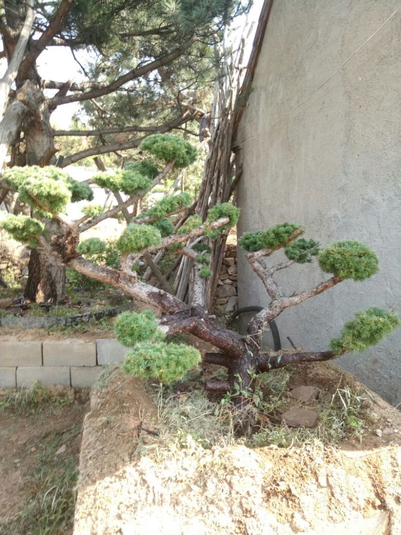 造型松特种造型盆景累景观松