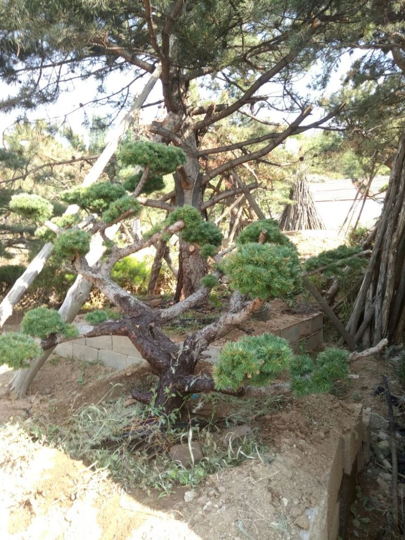 造型松特种造型盆景累景观松