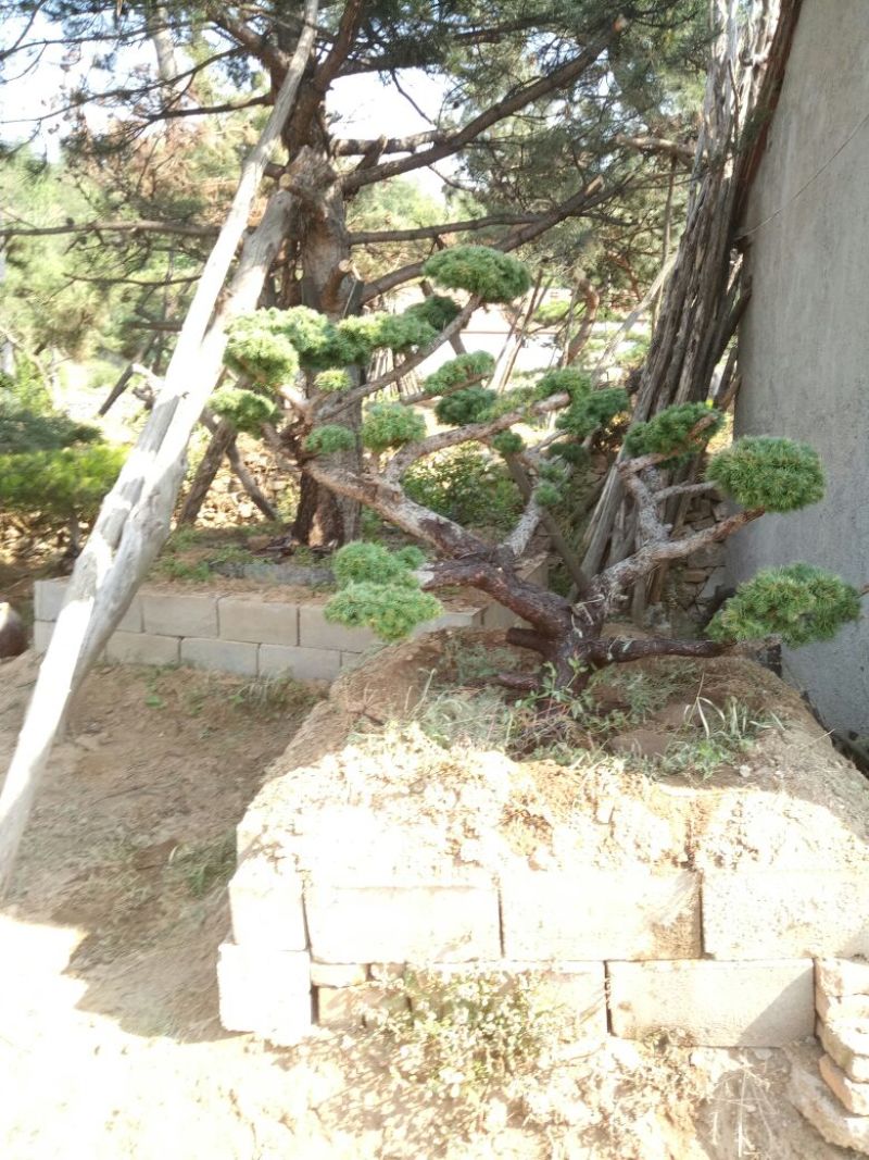 造型松特种造型盆景累景观松