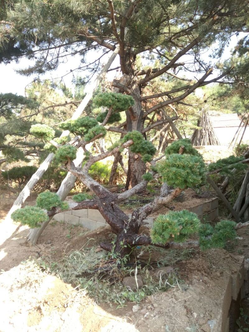造型松特种造型盆景累景观松